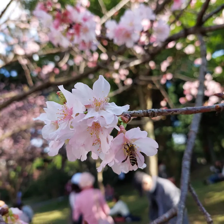 春日，自由廣場的櫻花與蜂