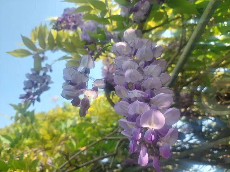 串串葡紫的風情篩不盡的春光