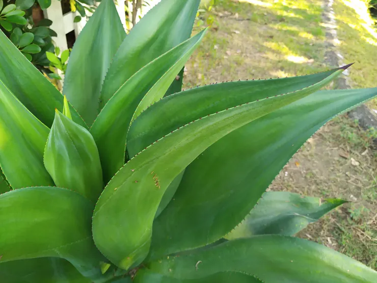 皇冠龍舌蘭葉尖和葉緣暗紅色的刺及彎曲的葉形