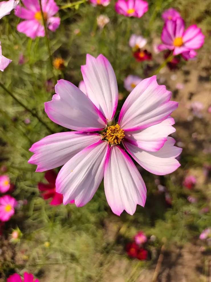 粉白相襯的波斯菊