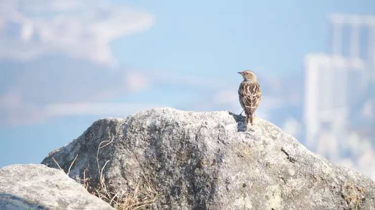 每天也在欣賞鳳凰山美景的高原岩鷚