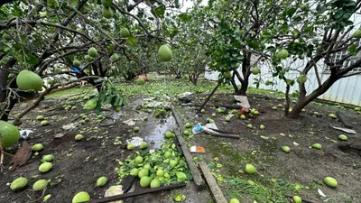 丹娜絲風災過後的柚子園