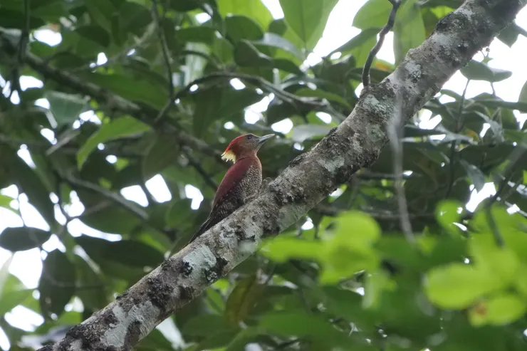 红翅綠背啄木鳥 Banded Woodpecker