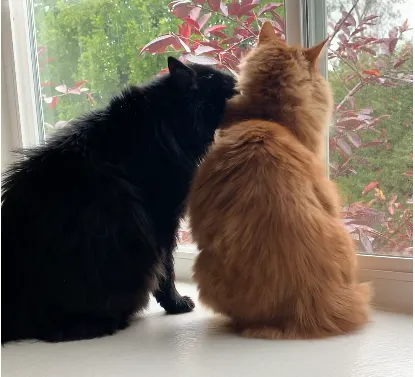 黑黑比胖橘大了快四歲，經常會把胖橘當成自己的孩子般舔毛照顧。