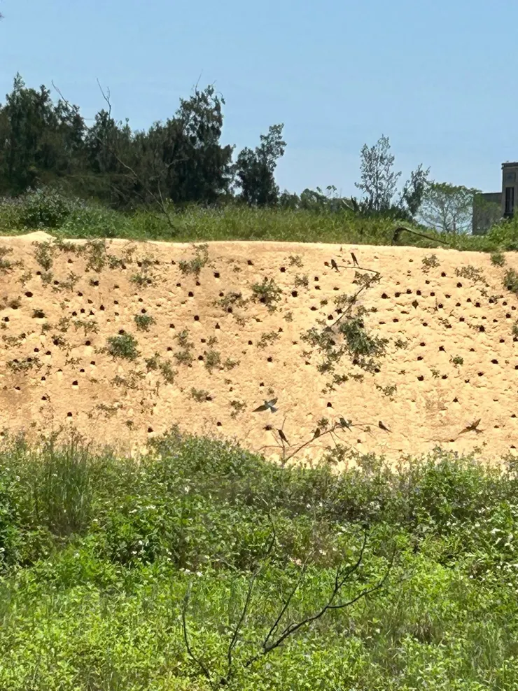 圖07 栗喉蜂虎的繁殖洞穴