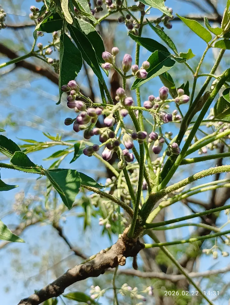 苦楝含苞待放，一夜花香盡吐放！
