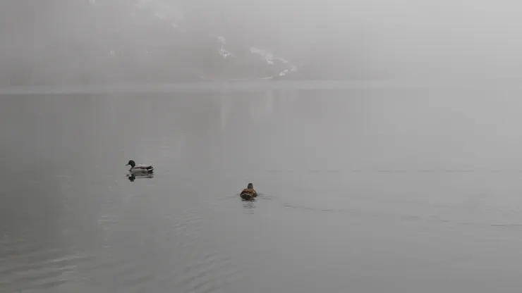 感覺很閑的鴨子