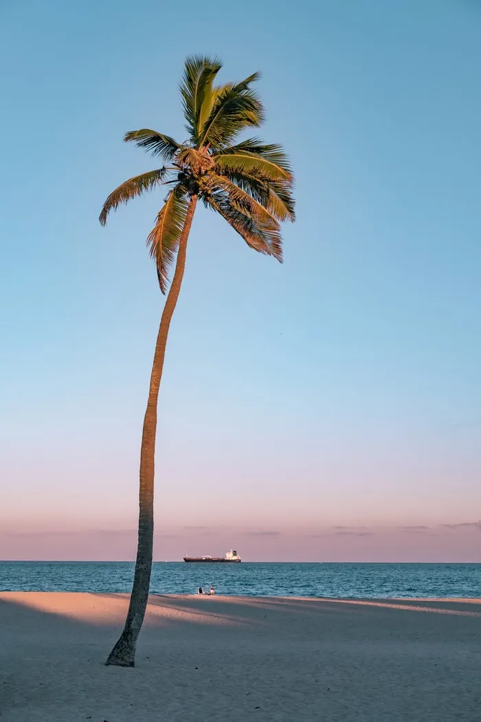 【附圖：palm tree on seashore / 圖片採自 Unsplash】