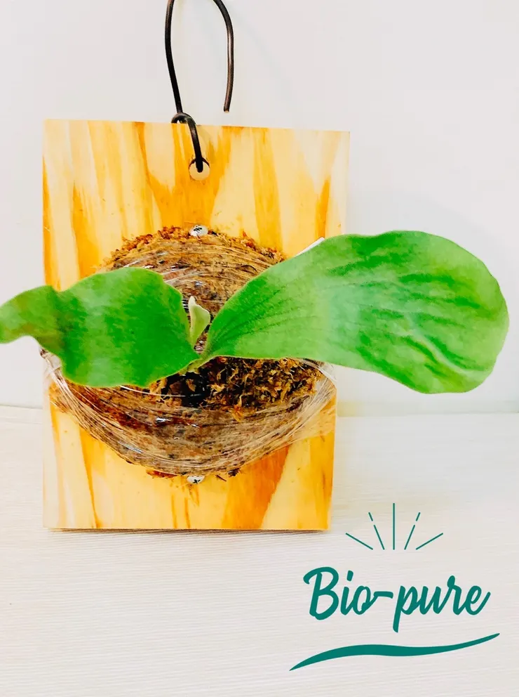 第一次玩鹿角蕨上板