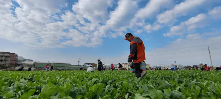 一家一個茄芷袋收穫晶瑩滿滿 回味兒時唱的歌喜聽童稚歡笑