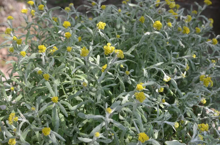 鼠麴草喜愛涼冷的氣候，在嘉義瑞里處處可見開得馨香茂盛的鼠麴草。