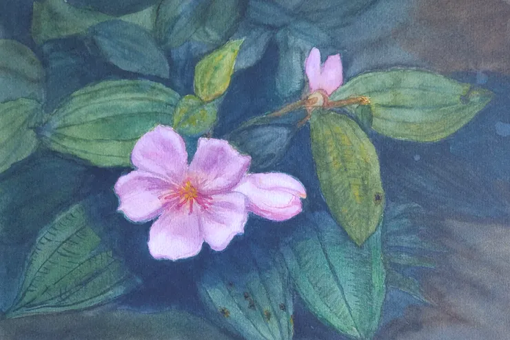 野牡丹，8開水彩。