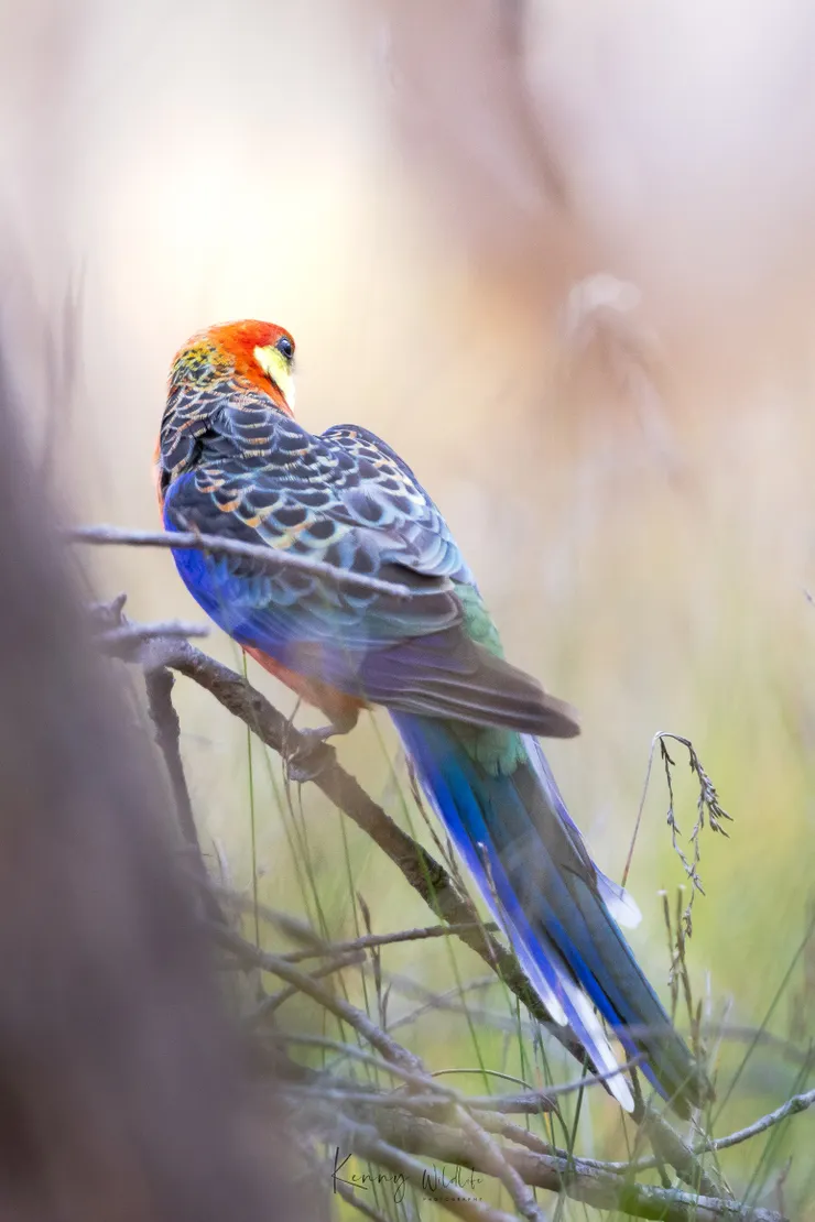 未能四目交接，僅留下背影。