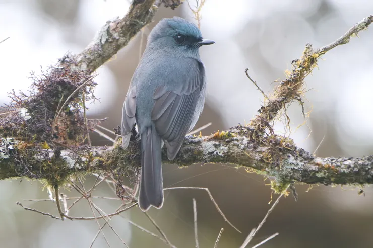 背面和其他藍色鶲相似