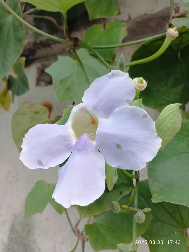 大鄧伯花，自拍攝