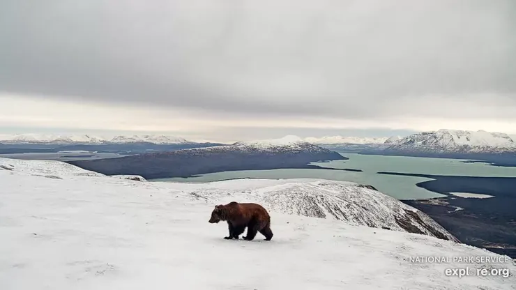 圖片來源：explore.org / 阿拉斯加 Katmai國家公園