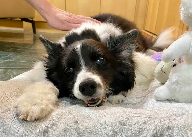 聽到好朋友名字會笑的Evelyn