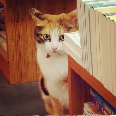 在台灣講日本物語