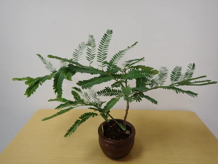 中山社大114.09.04