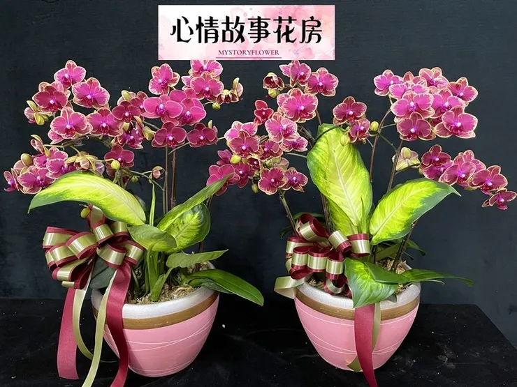 #台南花店 #鮮花 #蘭花 #玫瑰花 #永生花 #多肉植物 #盆栽 #花束 #花籃