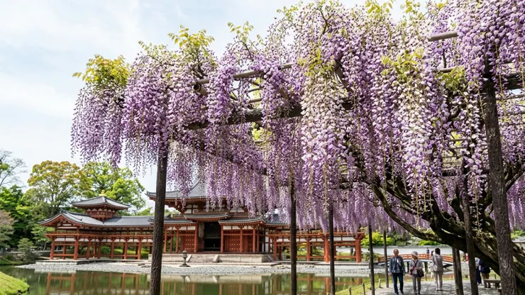 宇治平等院 - 紫藤花