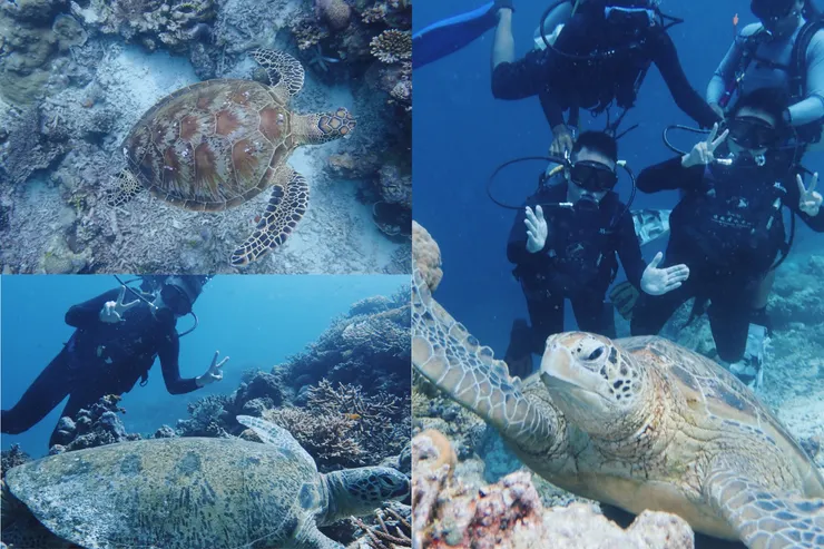 與海龜的第一次親密接觸（沒有碰到）