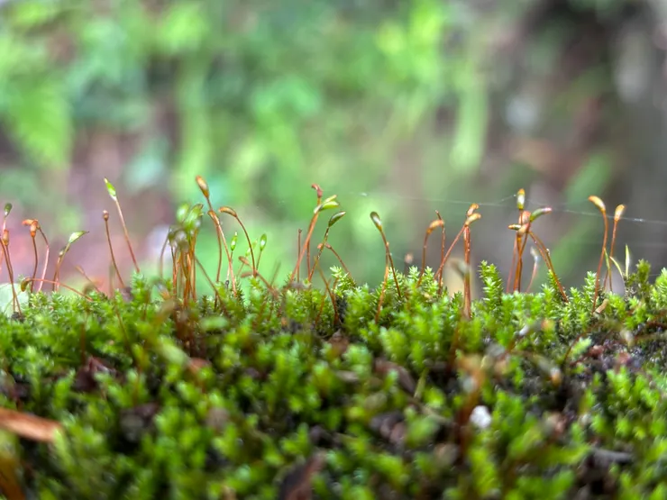 苔蘚靜靜地呼吸在潮濕的春日森林， 攝於陽明山。