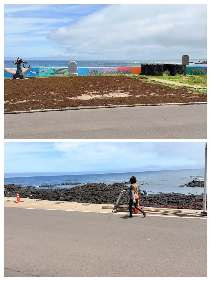 曝曬海藻   海女收工回家