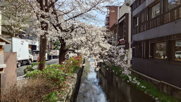 京都櫻花。（攝影／陳宜彣）