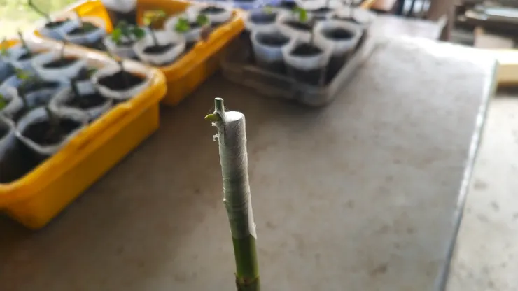 把玫瑰芽點嫁接到無刺野薔薇的枝條上