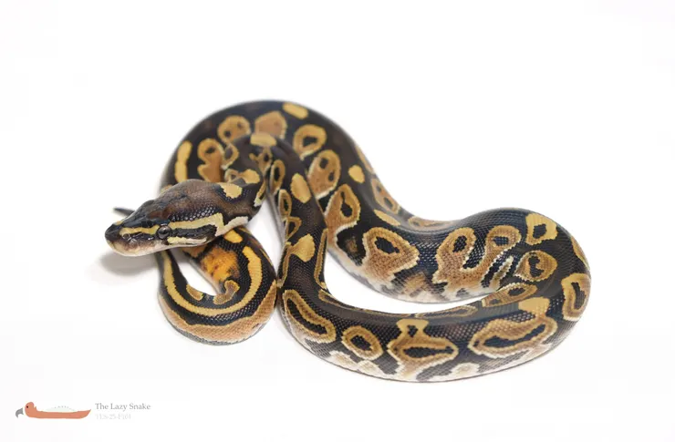HRA het Pied 50% het Albino