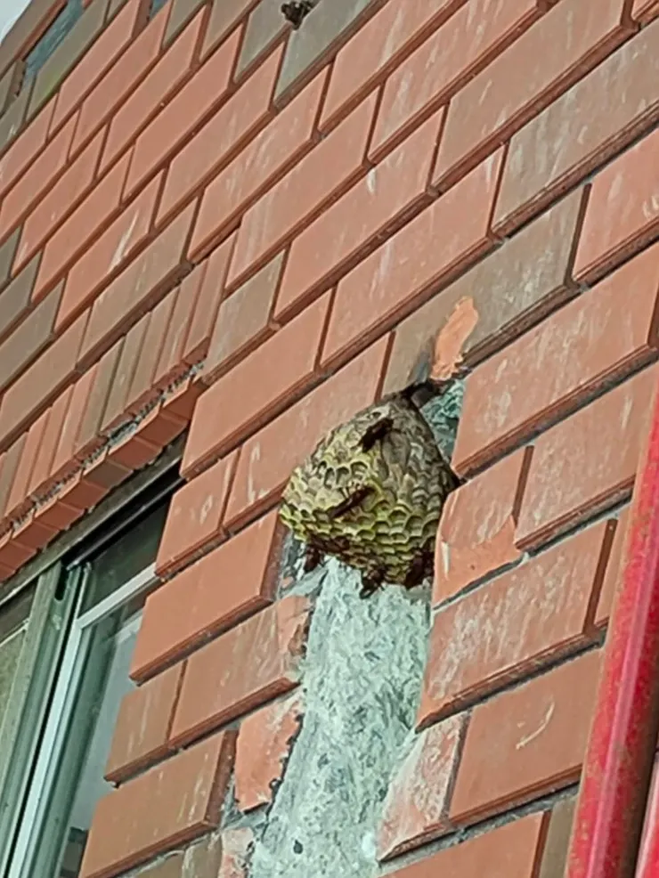 跟虎頭蜂體型相似，巢也一樣有波浪紋路的長腳蜂