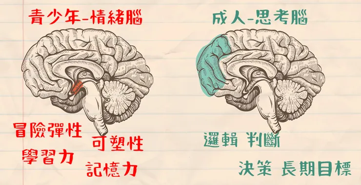 一圖看懂 青少年VS成人大腦差異