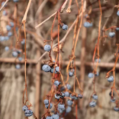 水星人的插畫＆故事