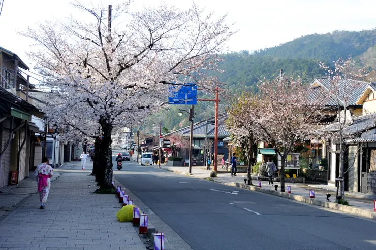 邊櫻花盛開，但街上幾乎没人，印象中的嵐山從來不是這樣。