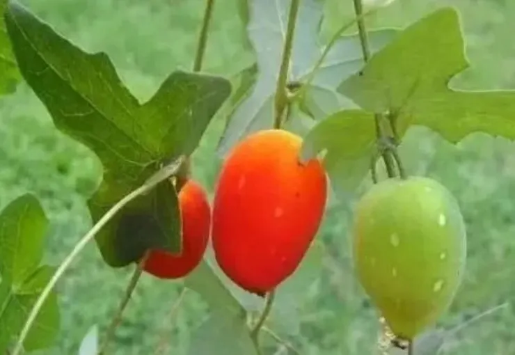 野生黃瓜（Cucumis hystrix Chakr.）