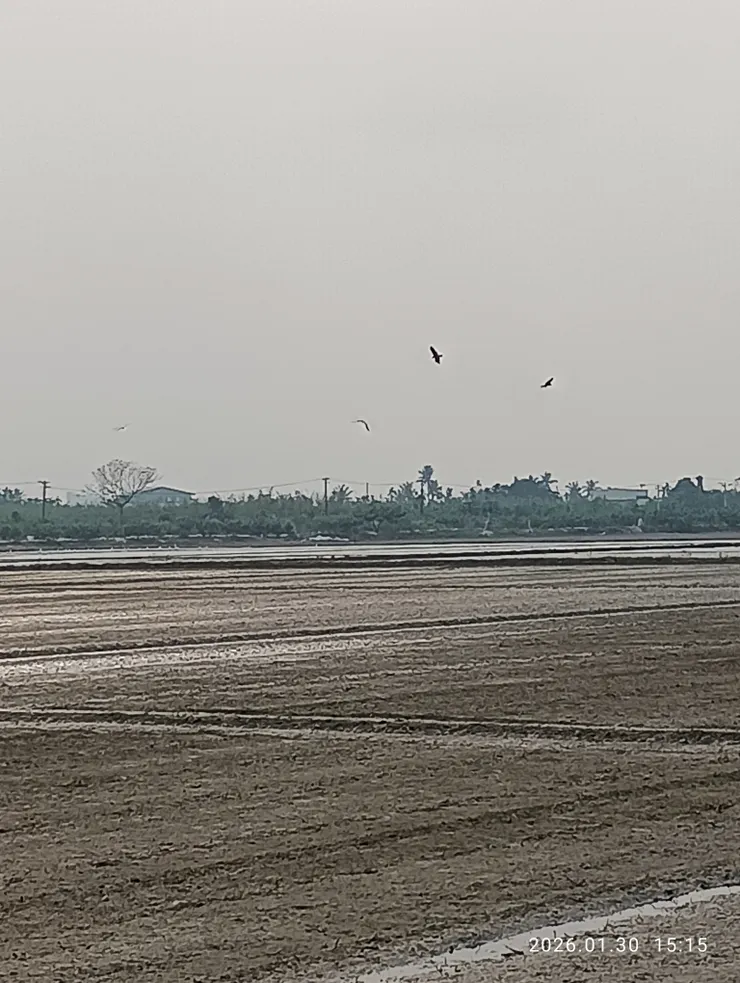 早期估約四百隻，去年調查約有一千隻！