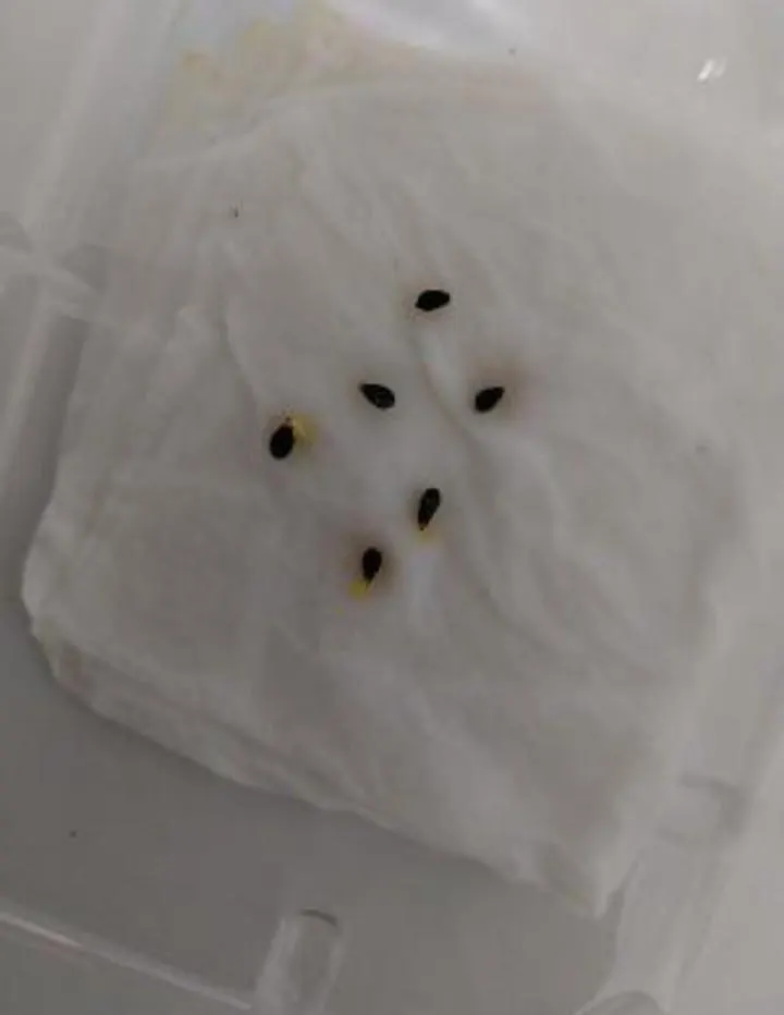 種子發芽
