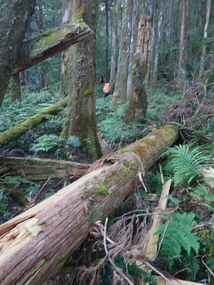 拔營，前往珉月神木叉路