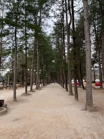 櫻花開之前的水杉路是還是綠意盎然的樣子，當天天氣是快下雨的前兆。