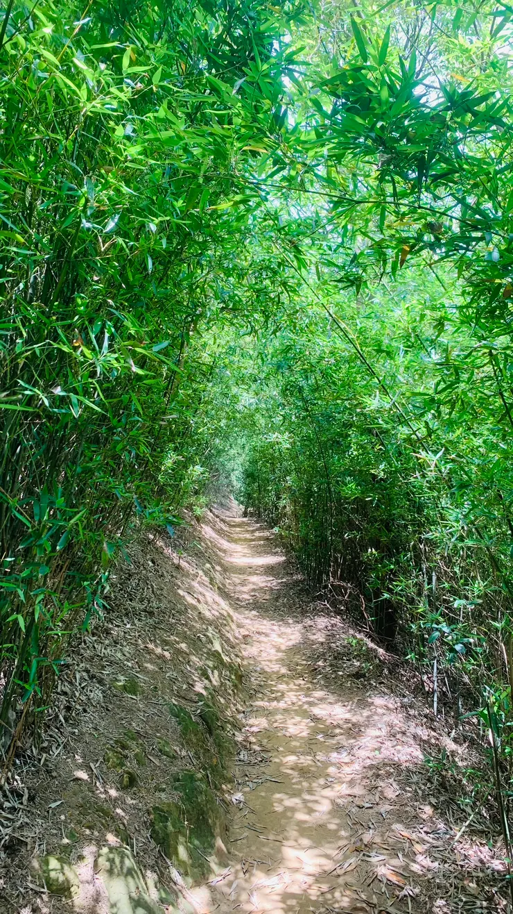 滿喜歡這種吸收芬多精的感覺。