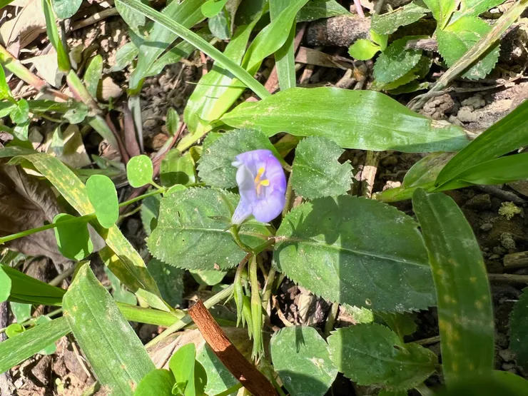 旱田草；攝於台南東山崁頭山步道，分布於台灣全境低海拔山區陰涼濕潤的路旁http://kplant.biodiv.tw/旱田草/旱田草.htm