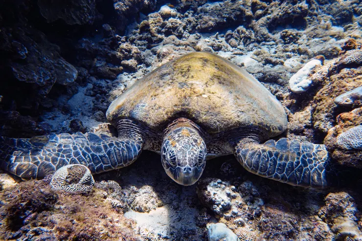 美人洞隨處可見海龜棲息、悠游。photo by 廖昱揚 ／@instaliao