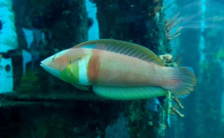 觀景窗觀察海洋生態