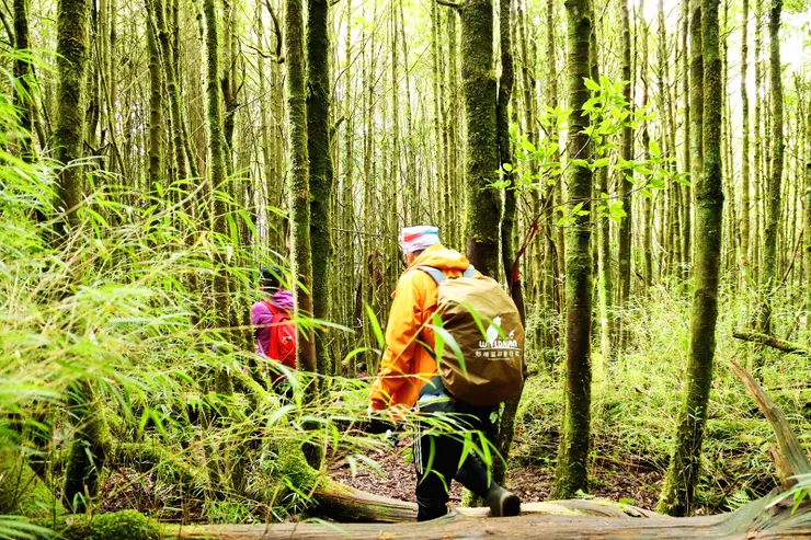 ▲接近登山口有一片魔幻杜鵑林及一小段箭竹林