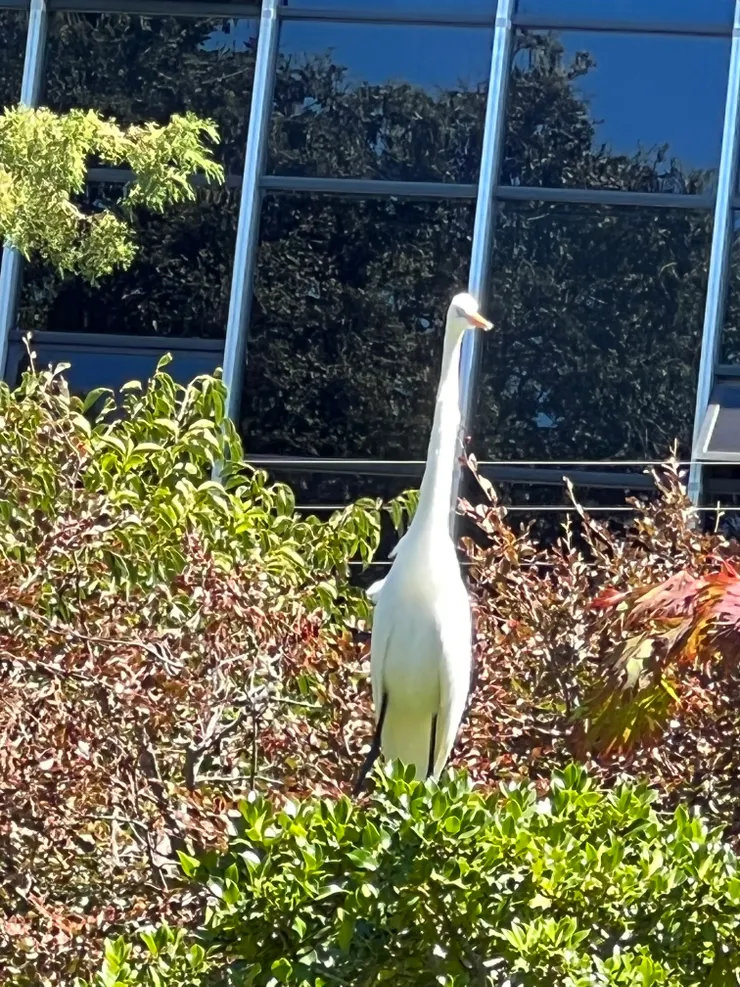 San Mateo Japanese Garden裡面的鷺鷥