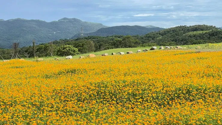 在延伸的第二片土地上，純粹的硫華菊，給人與第一片花海截然不同的感受