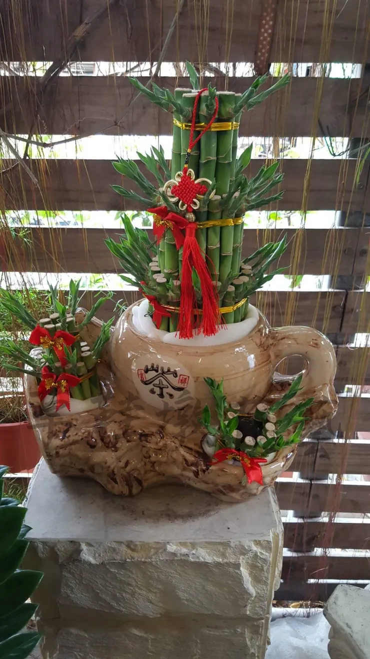 送禮推薦桌上型盆栽