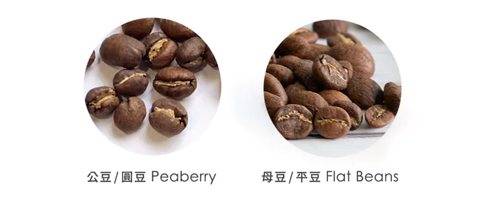 公豆與母豆的區別