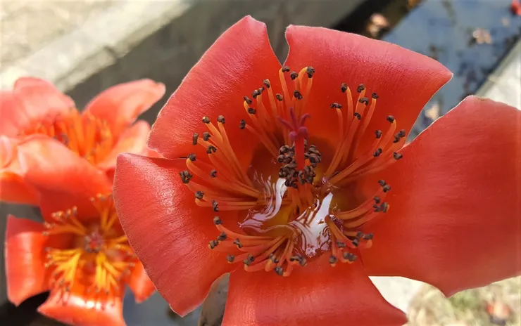 木棉花的蜜汁一如其「英雄」之名,比其他的花海量很多,甚至可以倒出來的程度。